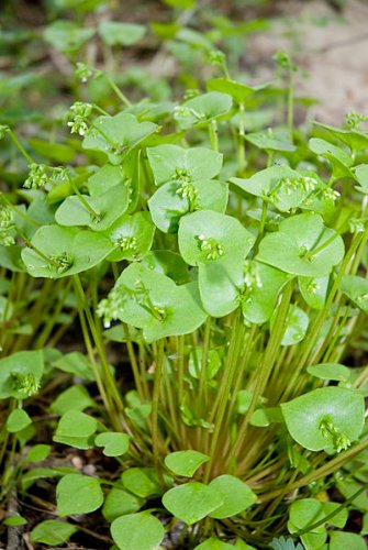 Miner's Lettuce (Claytonia perfoliata)