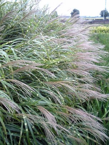 Miscanthus sinensis