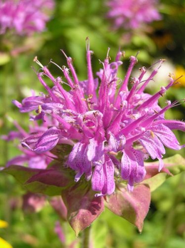 Monarda didyma