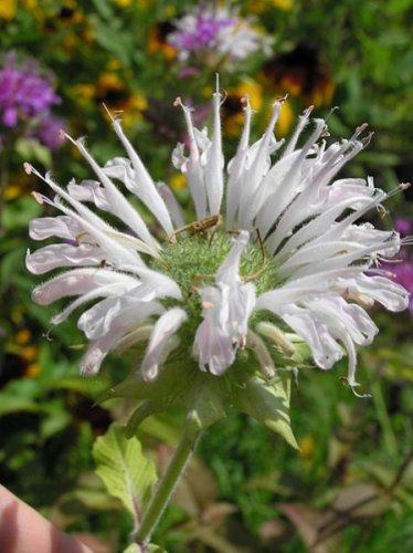 Monarda didyma