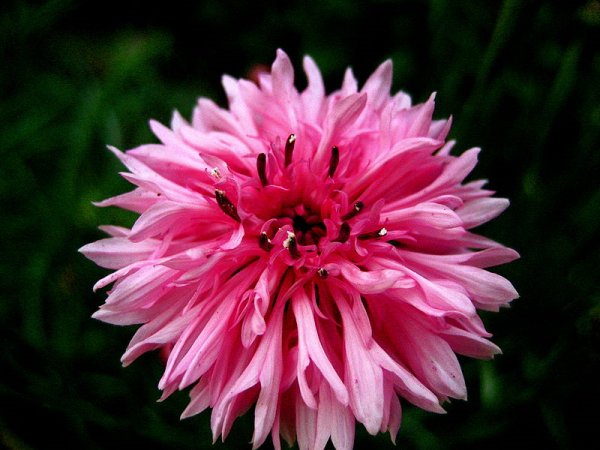 Monarda didyma