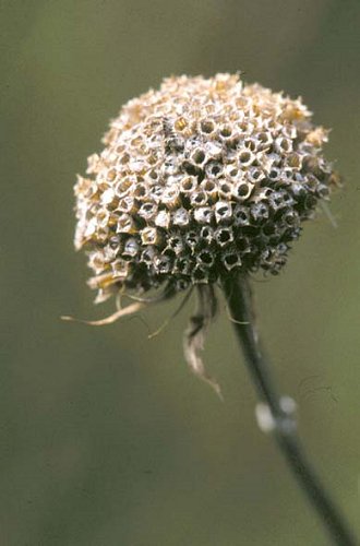 Monarda fistulosa seedhead