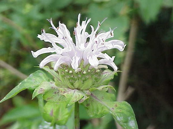 Monarda fistulosa