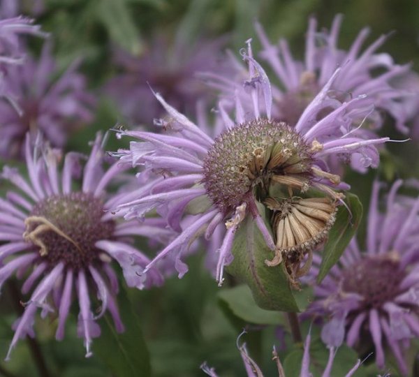 Monarda menthifolia