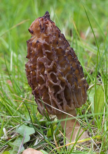 Morchella conica