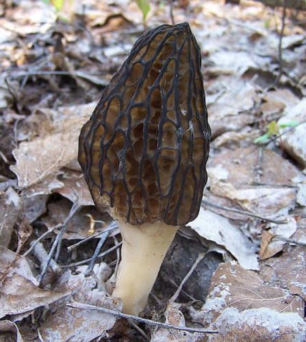 Morchella conica