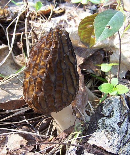 Morchella conica