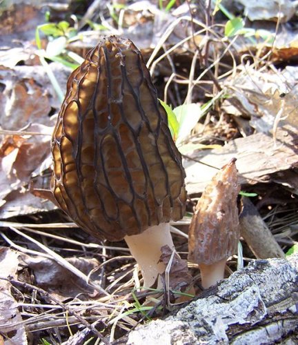 Morchella conica