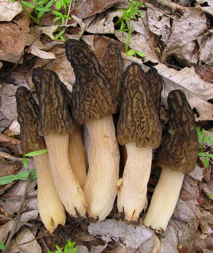 Morchella elata