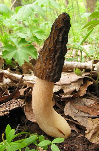 Morchella elata