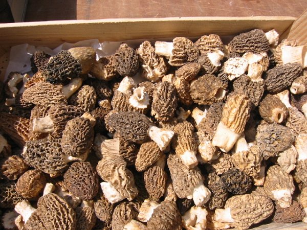 Morchella esculenta