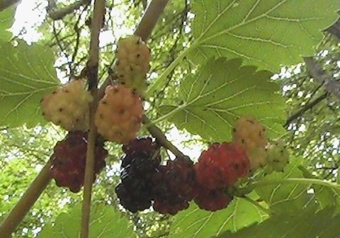 Mulberries in different stages of ripeness