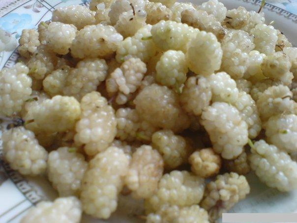 White mulberries