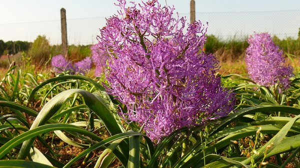 Muscari comosum 'Plumosum'