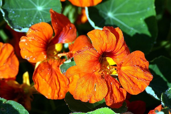 Nasturtium