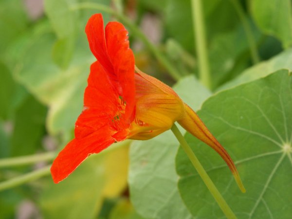 Nectar spur of Nasturtium