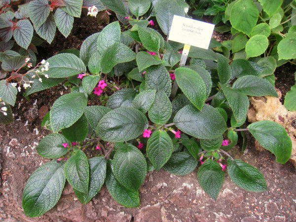 Nautilocalyx melittifolius