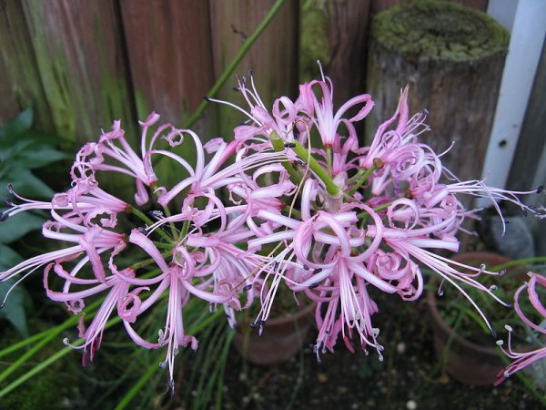 Nerine filifolia