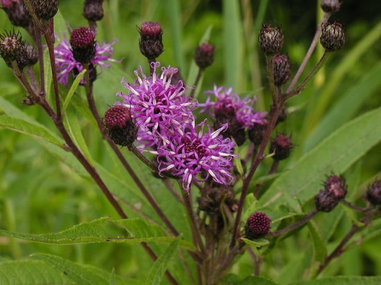 New York Ironweed (Vernonia noveboracensis)