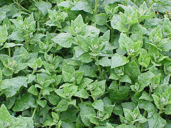 New Zealand Spinach (Tetragonia tetragonioides)