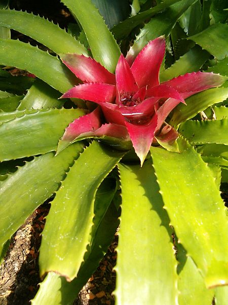 Blushing bromeliad (Nidularium fulgens)