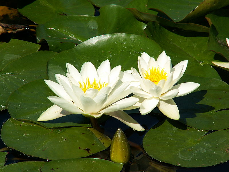 White lotus (Nymphaea alba)