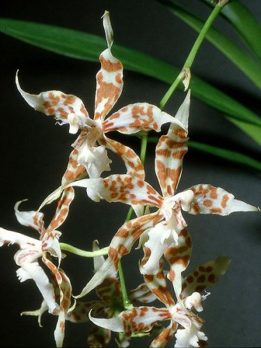 Odontoglossum crocidipterum