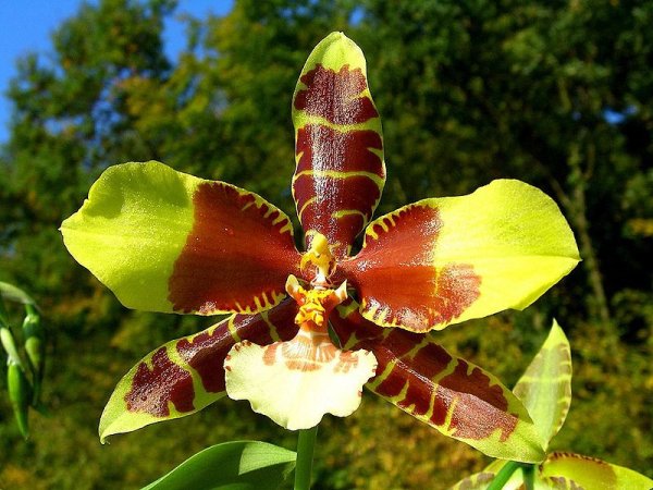 Odontoglossum grande