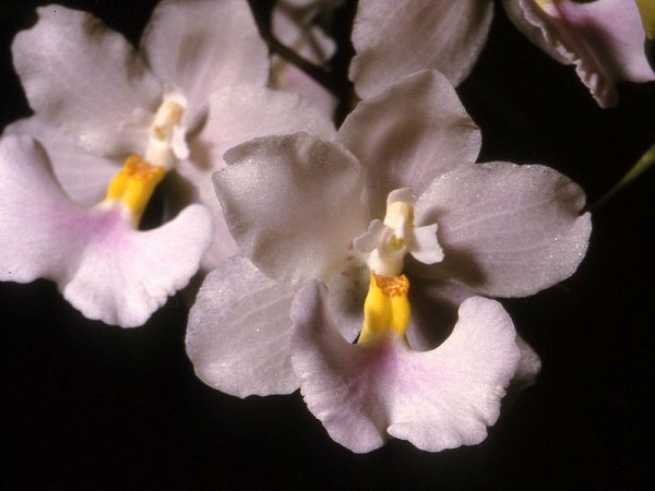 Odontoglossum pendula