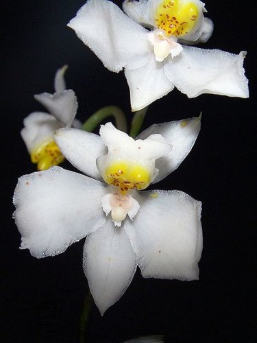 Odontoglossum pulchellum