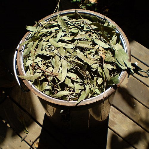 Leaves of Eucalyptus olida packed into steam distillation unit