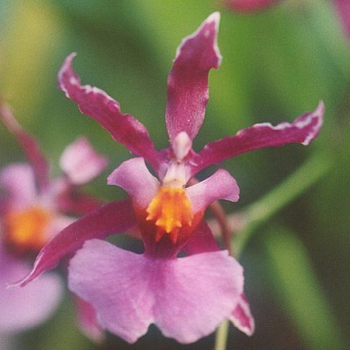 Oncidium ornithorhyncum