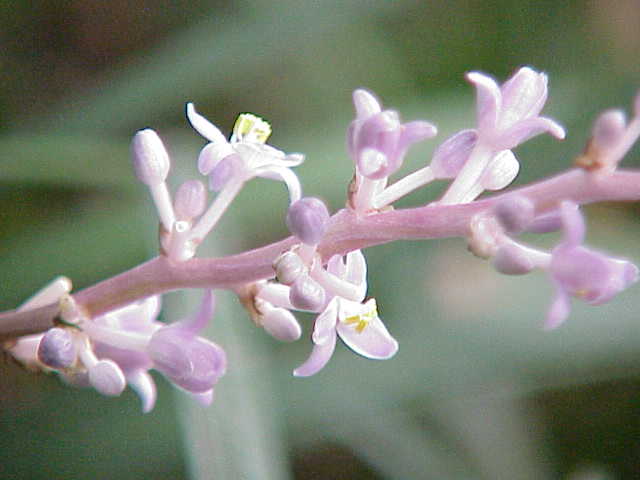 Ophiopogon Jaburan