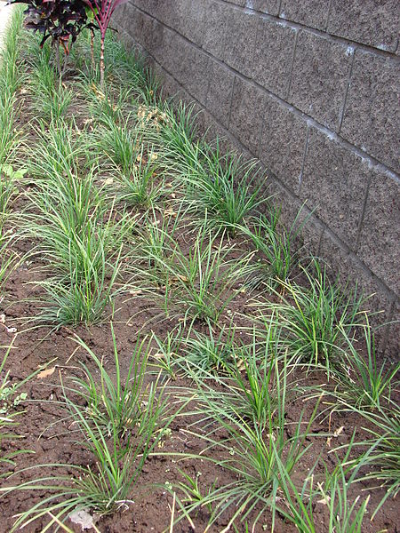 Ophiopogon Japonicus