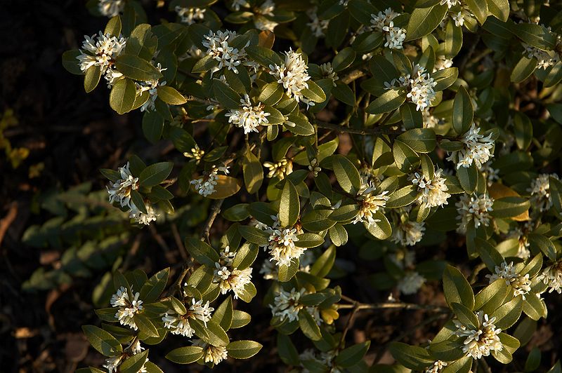 Osmanthus burkwoodii