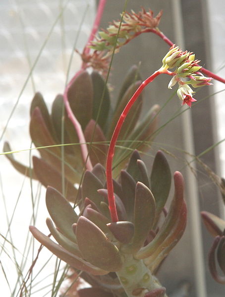 Pachyphytum kimnachii