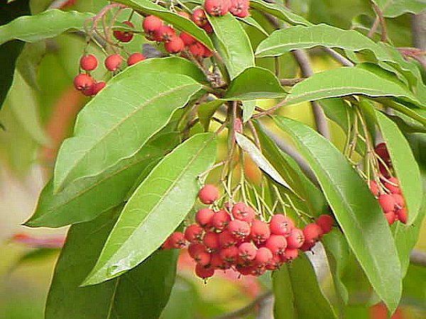 Photinia davidiana