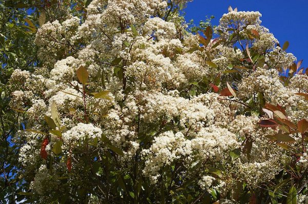 Photinia x fraseri