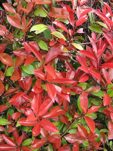 Photinia glabra