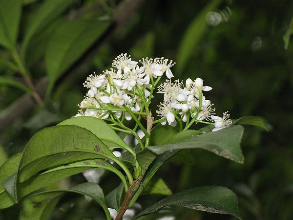 Photinia glabra