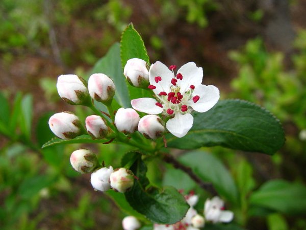 Photinia melanocarpa