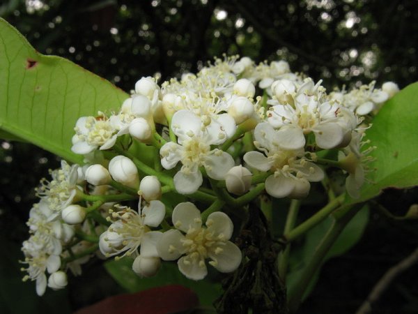 Photinia serratifolia