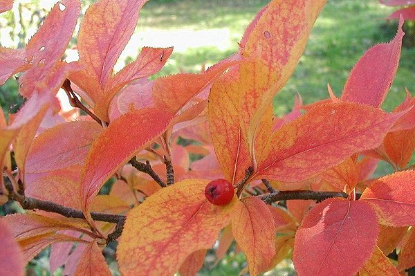 Photinia villosa