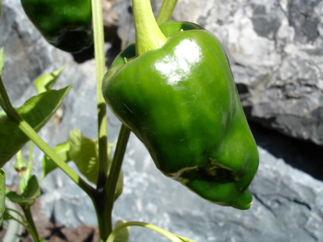 Poblano