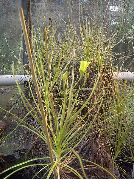 Portuguese Sundew (Drosophyllum lusitanicum)