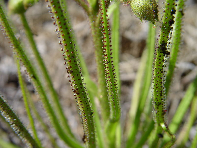 Close-up view on the glands of Portuguese Sundew (Drosophyllum lusitanicum)