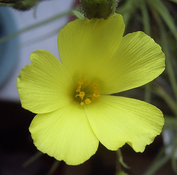 Yellow flower of Portuguese Sundew (Drosophyllum lusitanicum)