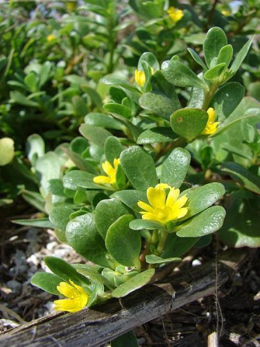 Purslane (Portulaca oleracea)