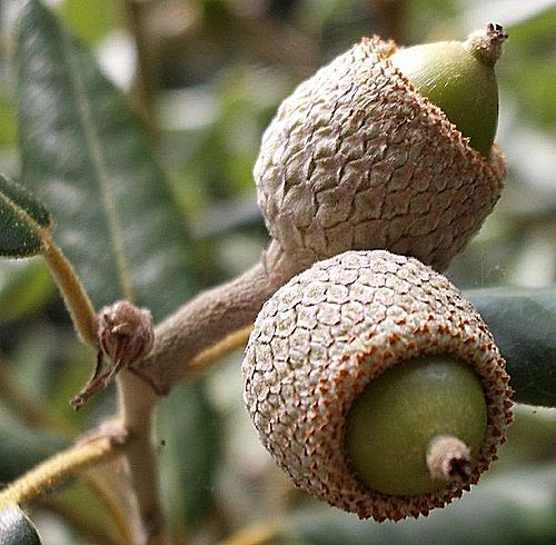 Quercus ilex acorns