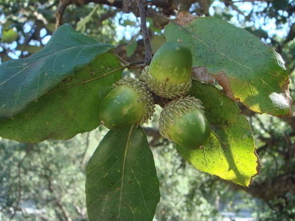 Quercus suber